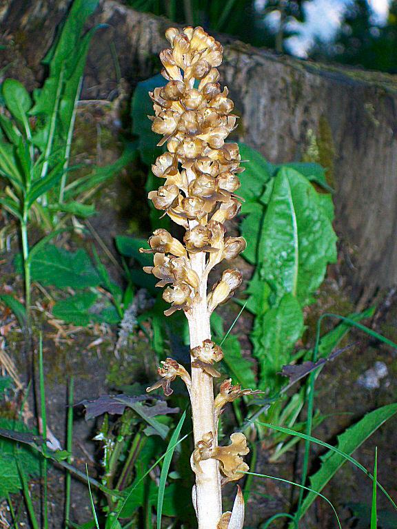 Cypripedium calceolus & C.